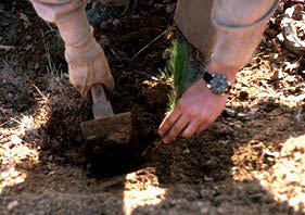 planting_a_tree