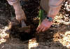 planting_a_tree